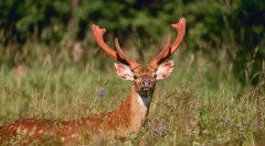 Deer je opazil ussuriysky